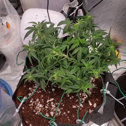 Fast Buds Pineapple Express Plant 1 growlog timeline photo