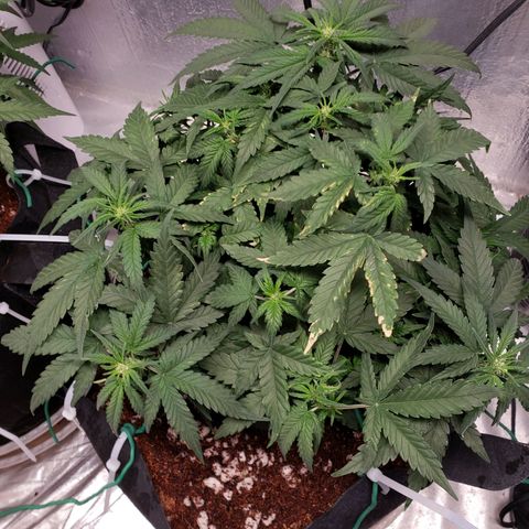 Fast Buds Pineapple Express Plant 2 growlog timeline photo