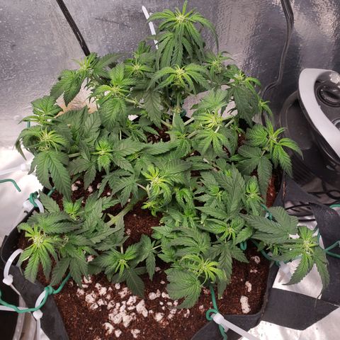 Fast Buds Pineapple Express Plant 2 growlog timeline photo