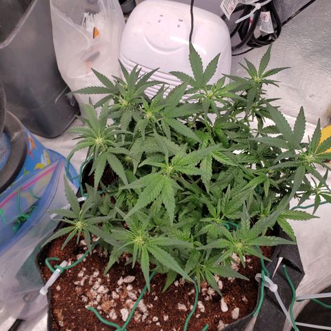 Fast Buds Pineapple Express Plant 1 growlog timeline photo