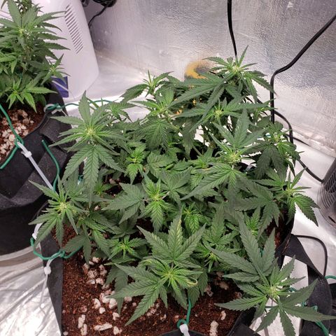 Fast Buds Pineapple Express Plant 2 growlog timeline photo