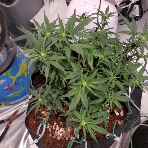 Fast Buds Pineapple Express Plant 1 growlog timeline photo
