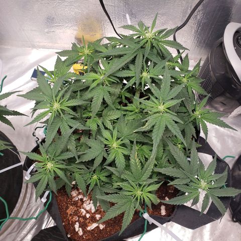 Fast Buds Pineapple Express Plant 2 growlog timeline photo