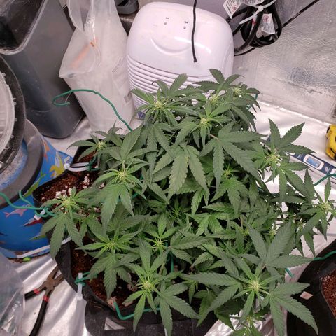 Fast Buds Pineapple Express Plant 1 growlog timeline photo
