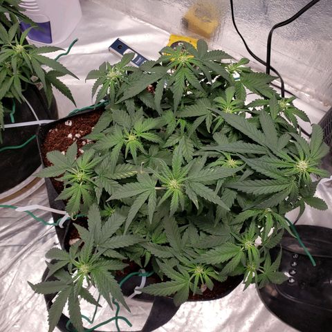Fast Buds Pineapple Express Plant 2 growlog timeline photo