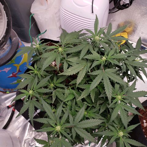Fast Buds Pineapple Express Plant 1 growlog timeline photo