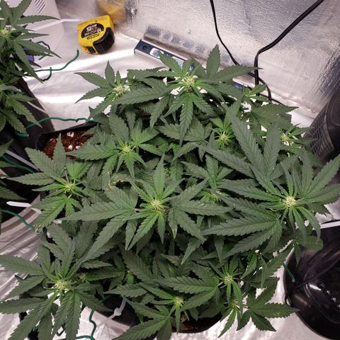 Fast Buds Pineapple Express Plant 2 growlog timeline photo
