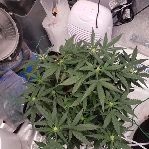 Fast Buds Pineapple Express Plant 1 growlog timeline photo