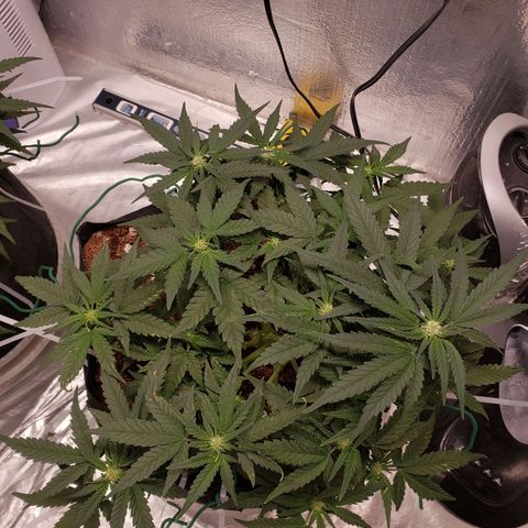 Fast Buds Pineapple Express Plant 2 growlog timeline photo