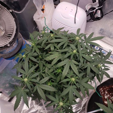Fast Buds Pineapple Express Plant 1 growlog timeline photo