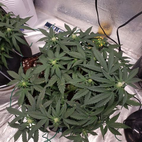 Fast Buds Pineapple Express Plant 2 growlog timeline photo