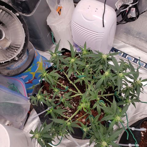 Fast Buds Pineapple Express Plant 1 growlog timeline photo