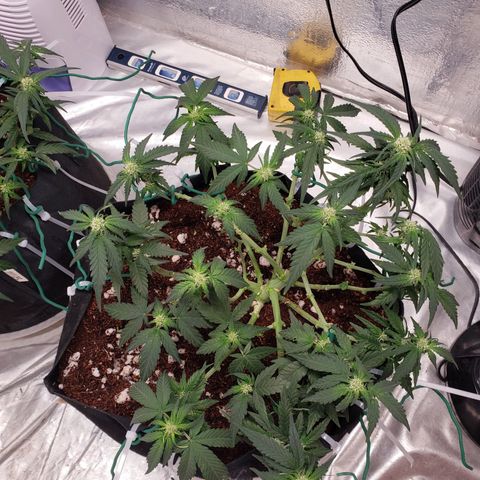 Fast Buds Pineapple Express Plant 2 growlog timeline photo