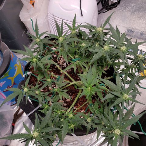 Fast Buds Pineapple Express Plant 1 growlog timeline photo