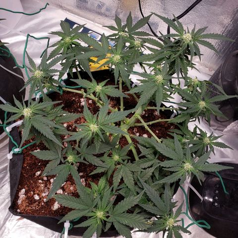 Fast Buds Pineapple Express Plant 2 growlog timeline photo