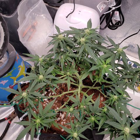 Fast Buds Pineapple Express Plant 1 growlog timeline photo