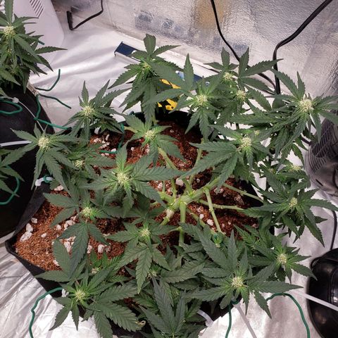 Fast Buds Pineapple Express Plant 2 growlog timeline photo