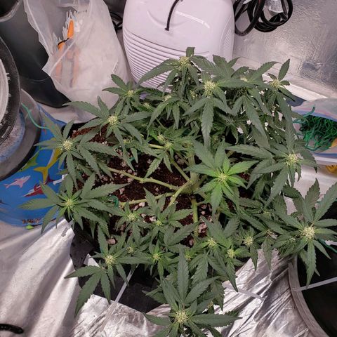 Fast Buds Pineapple Express Plant 1 growlog timeline photo