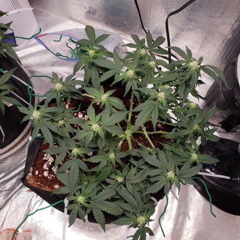 Fast Buds Pineapple Express Plant 2 growlog timeline photo
