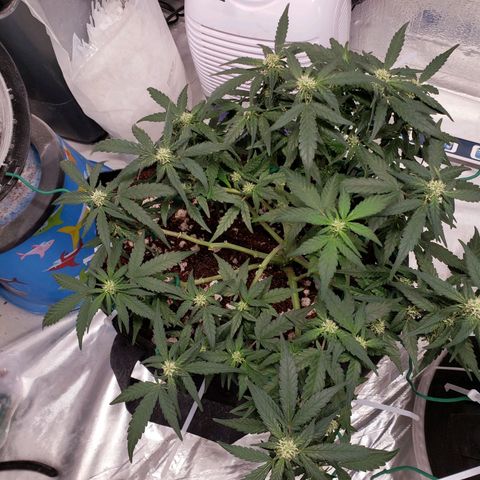 Fast Buds Pineapple Express Plant 1 growlog timeline photo