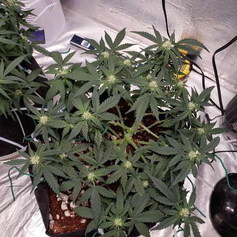 Fast Buds Pineapple Express Plant 2 growlog timeline photo