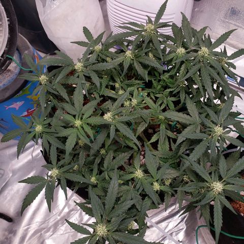 Fast Buds Pineapple Express Plant 1 growlog timeline photo