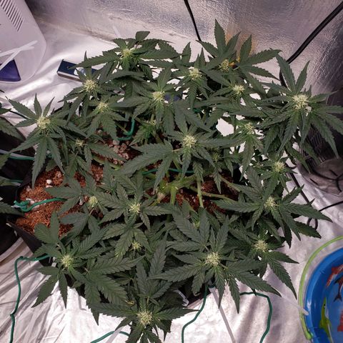 Fast Buds Pineapple Express Plant 2 growlog timeline photo