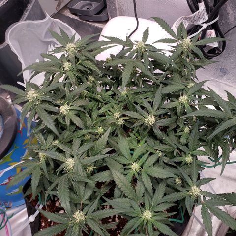Fast Buds Pineapple Express Plant 1 growlog timeline photo