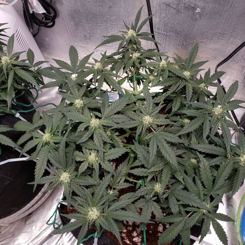Fast Buds Pineapple Express Plant 2 growlog timeline photo