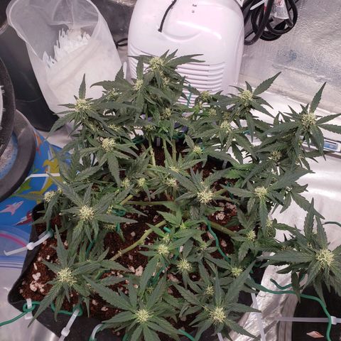 Fast Buds Pineapple Express Plant 1 growlog timeline photo