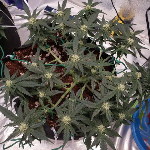 Fast Buds Pineapple Express Plant 2 growlog timeline photo