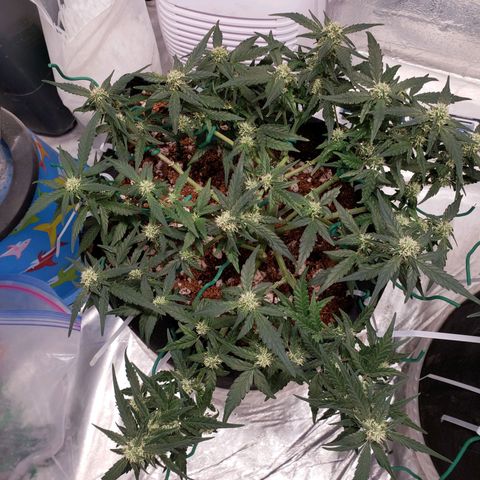 Fast Buds Pineapple Express Plant 1 growlog timeline photo