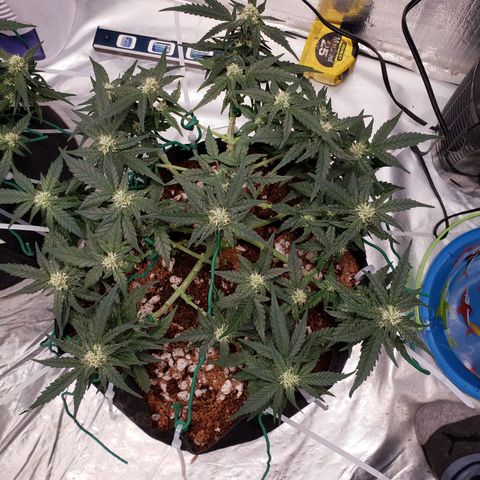Fast Buds Pineapple Express Plant 2 growlog timeline photo