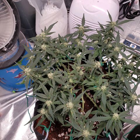 Fast Buds Pineapple Express Plant 1 growlog timeline photo