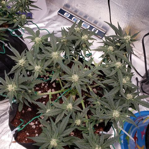Fast Buds Pineapple Express Plant 2 growlog timeline photo