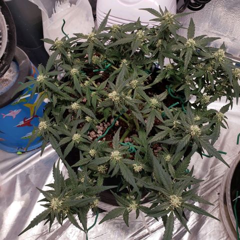 Fast Buds Pineapple Express Plant 1 growlog timeline photo