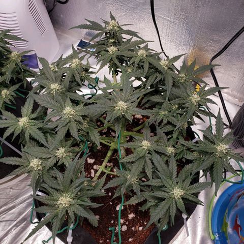 Fast Buds Pineapple Express Plant 2 growlog timeline photo