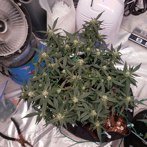 Fast Buds Pineapple Express Plant 1 growlog timeline photo