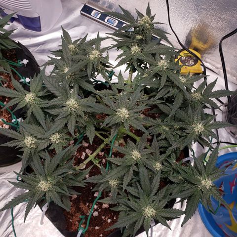 Fast Buds Pineapple Express Plant 2 growlog timeline photo