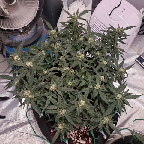 Fast Buds Pineapple Express Plant 1 growlog timeline photo