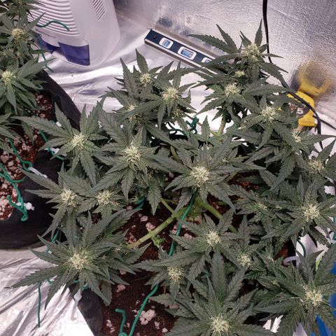 Fast Buds Pineapple Express Plant 2 growlog timeline photo