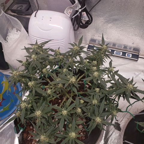 Fast Buds Pineapple Express Plant 1 growlog timeline photo