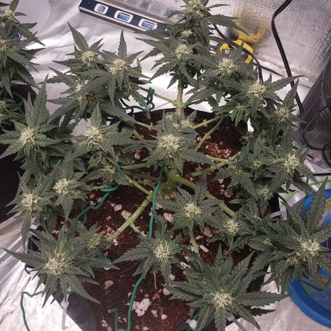 Fast Buds Pineapple Express Plant 2 growlog timeline photo