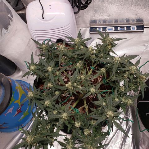 Fast Buds Pineapple Express Plant 1 growlog timeline photo