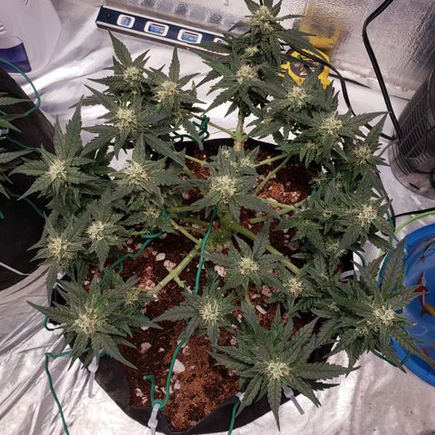 Fast Buds Pineapple Express Plant 2 growlog timeline photo