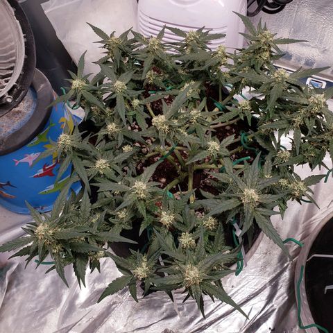 Fast Buds Pineapple Express Plant 1 growlog timeline photo