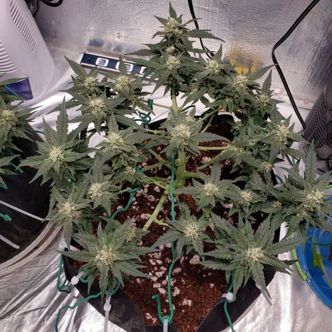 Fast Buds Pineapple Express Plant 2 growlog timeline photo
