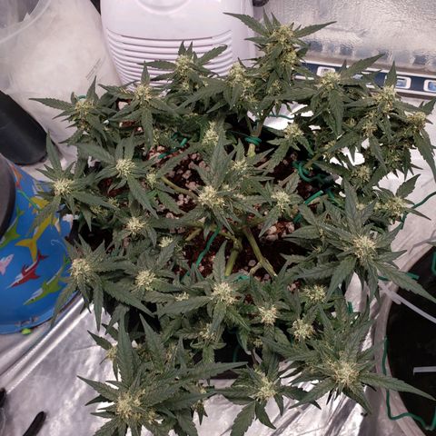 Fast Buds Pineapple Express Plant 1 growlog timeline photo