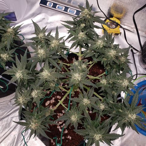 Fast Buds Pineapple Express Plant 2 growlog timeline photo