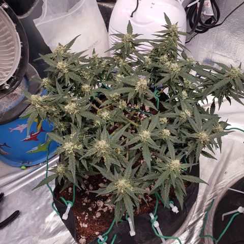 Fast Buds Pineapple Express Plant 1 growlog timeline photo